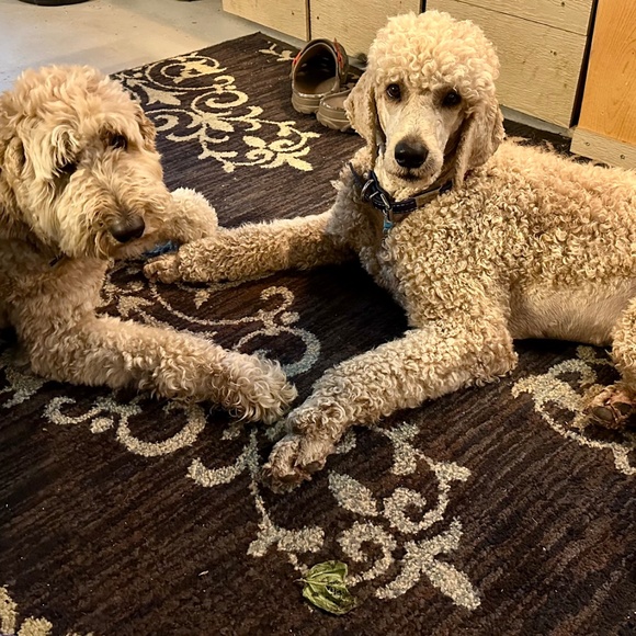 Meet your Posher, Birgit - Picture 2 of 2